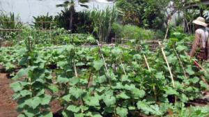 Organic gardens at Desa Seni - Seminyak, Bali, Indonesia Desa Seni organic gardens, Bali