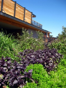 bardessono organic garden bardessono organic garden
