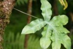 Hawaii flora