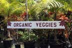 Organic Hawaii