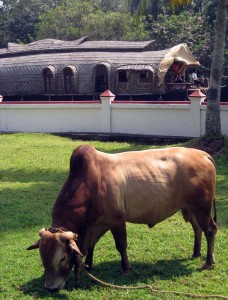 Rare Vechor cows trim the lawn at Coconut Lagoon Resort