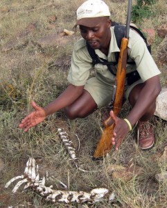 Guide from Kleins camp with remains of a kill - Serengeti, Tanzania