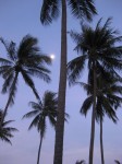 Beach palms at Six Senses Hideaway - Hua Hin, Thailand Beach palms - Six Senses Hua Hin, Thailand