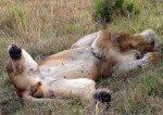 Big-game trophies not welcome aboard, says Delta