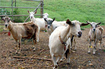 Kauai Kunana Dairy goats in Kilauea, Kauai, Hawaii