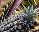 Green Lanai: where to stay & eat