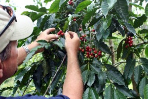 Owner Robert Barnes with ripe certified organic Kona coffee beans at Kona Rainforest Farms - South Kona, Big Island, Hawaii, USA Owner Robert Barnes with ripe certified organic Kona coffee beans at Kona Rainforest Farms in South Kona, Big Island, Hawaii, USA