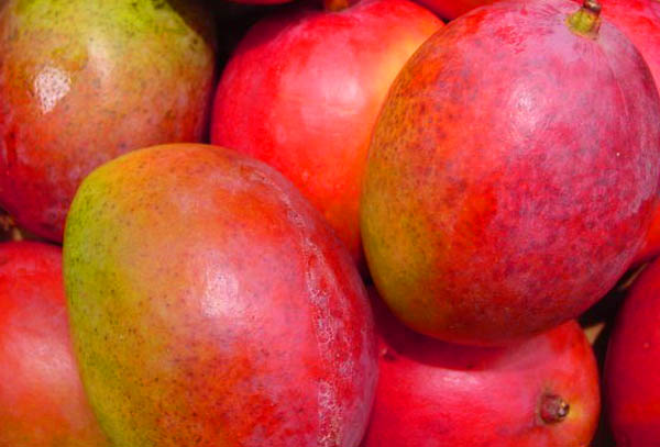 Mangoes From Mexico