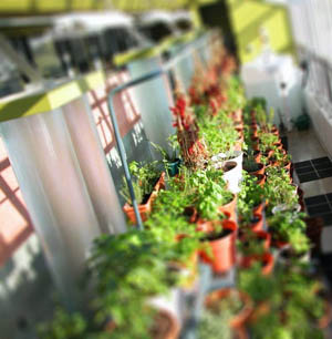 Greenhouse, Mind Body & Spirits organic restaurant - Rochester, Michigan, USA Greenhouse at Mind Body & Spirits organic restaurant in Rochester, Michigan, USA