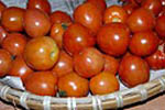 Organic tomatoes - Kathmandu, Nepal Organic tomatoes for sale, 1905 Restaurant farmers market in Kathmandu, Nepal