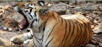 India’s Banjaar Tola: Bengal tiger-spotting in eco-luxury