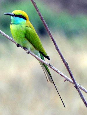 Colorful bird - Kanha National Park, India Colorful bird in Kanha National Park, India