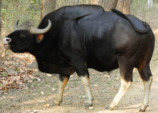 Gaur (Indian bison) - Kanha National Park, India Gaur (Indian bison) in Kanha National Park, India