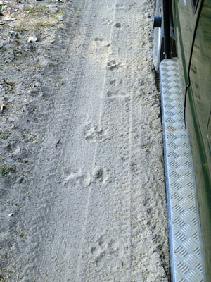 Tiger tracks - Kanha National Park, India Tiger tracks in Kanha National Park, India