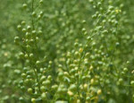 First transatlantic biofuel flight is powered by camelina