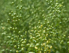 Camelina biofuel plant Camelina biofuel plant