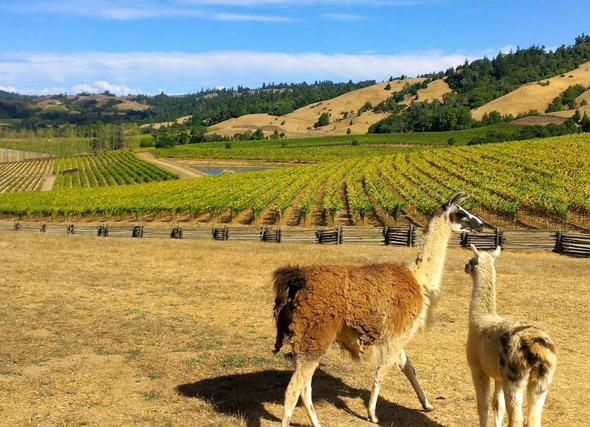 Navarro Vineyards in the Anderson Valley, America's greenest wine country
