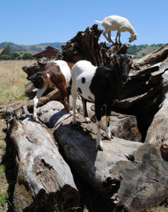 Pennyroyal Farmstead yearling goats in the Anderson Valley, America's greenest wine country
