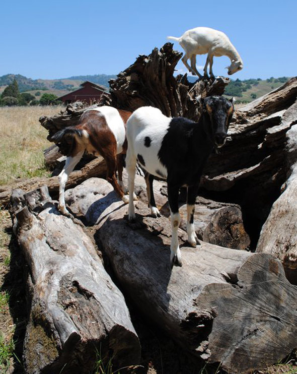 Pennyroyal Farmstead yearling goats in the Anderson Valley, America's greenest wine country