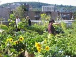 Eco-tourism in Montreal: rooftop farms