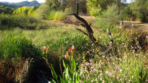 Wetlands, Parducci Wine Cellars - Ukiah, Calif., USA