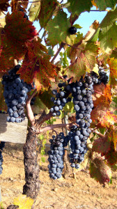 Zinfandel grapes on the vine, Parducci Wine Cellars - Ukiah, Calif., USA