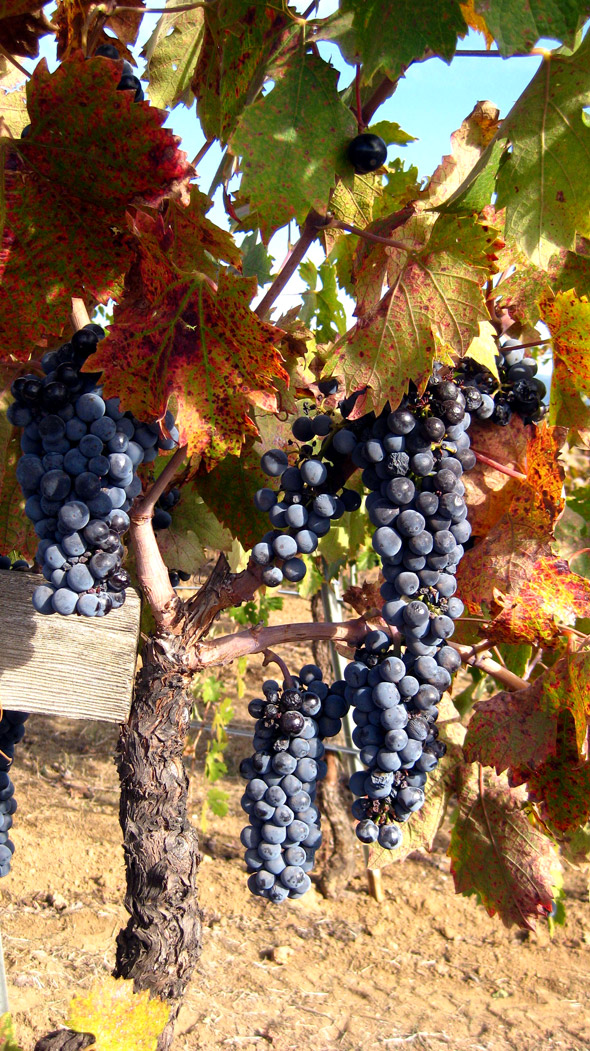 Zinfandel grapes on the vine, Parducci Wine Cellars - Ukiah, Calif., USA
