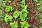 bigisle-lettuce