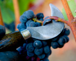 calif-healdsburg-J-Vineyards