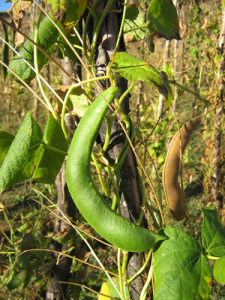 Giant White Beans In The Organic Garden Of Ktima Bellou Hotel – Agios 