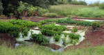 hawaii-east-end-molokai-taro-patch