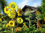 hi-North-Country-Farm-sunflowe