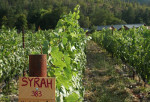 oregon-Cow-Horn-vines