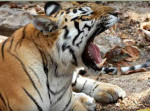 India-tiger-Banjaar-Tola