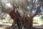 greece-evia-ancient-olive-tree