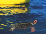 Loggerhead turtle - Zante, Greece
