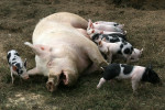 Hilton hotels say no more cruel cages for chickens, pigs