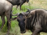 Green safari: Tanzania