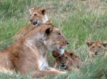 Green safari: Kenya