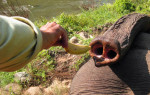 15 reasons to go green ’round the globe