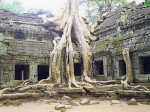 Siem Reap’s Peace Café: would you like organic with your Angkor Wat?
