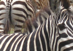 Sunday photo: yikes stripes!