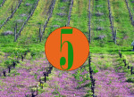 Central California’s Paso Robles: 5 great green to do’s in wine country