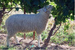 Ontario: Canada’s green wine country
