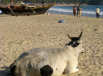 Escape to green Goa