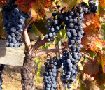 A green traveler’s guide to wine tours
