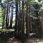 Forest bathing in Green Wine Country